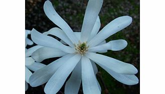 Magnolia Plant - Stellata Rose King