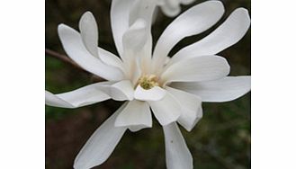 Magnolia Plant - Stellata Royal Star