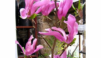 Magnolia Plant - Susan