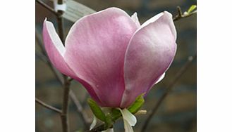 Magnolia Plant - x Soulangeana Lennei