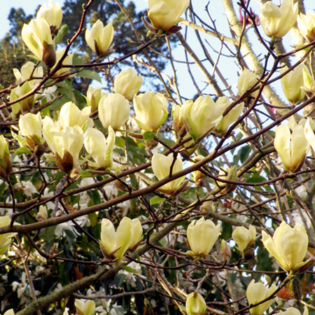 Magnolia Yellow Bird 1 Potted Plant