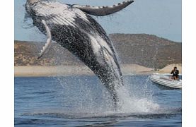 MAJESTIC Whale Watching Adventure - Child