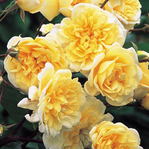 Hills - Climbing Rose ** AUTUMN PRE