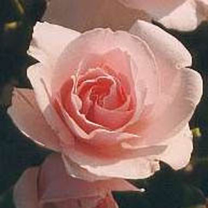 Many Happy Returns Floribunda Rose (pre-order