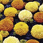 marigold African F1 Marvel Mixed Seeds 420990.htm