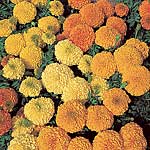marigold (African) Jubilee Mixed Colours F1 Seeds