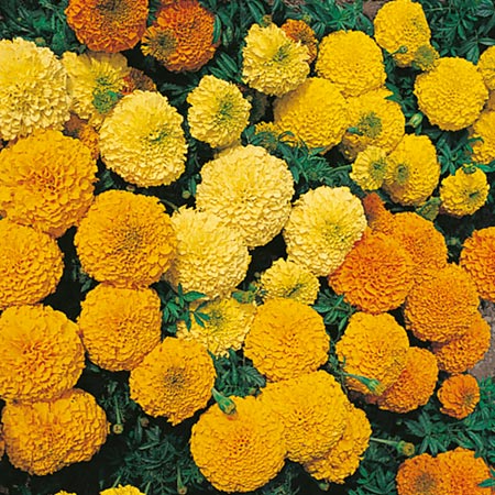 (African) Jubilee Mixed F1 Seeds