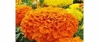 Marigold African Plants - Sunspot Mix