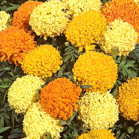 Marigold (African) Puff Mixed Average Seeds 50