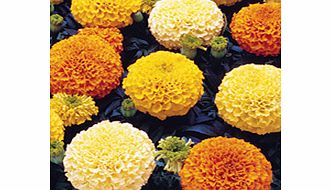 Marigold (African) Seeds - F1 Marvel Mixed