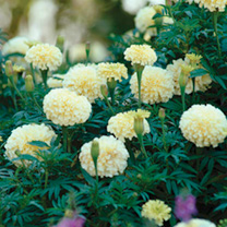 Marigold (African) Seeds - French Vanilla F1