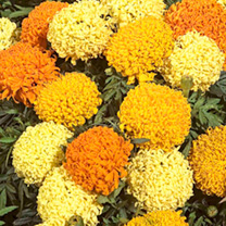 Marigold (African) Seeds - Puff Mixed