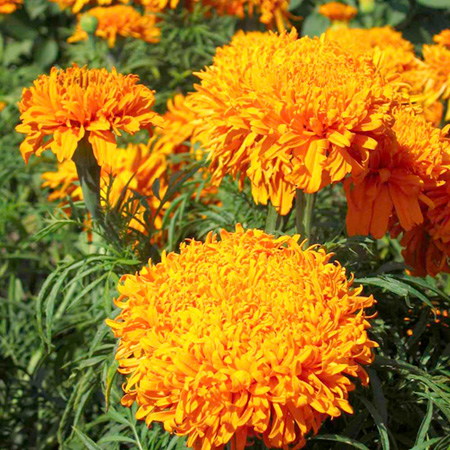 Marigold (African) Sunset Average Seeds 100