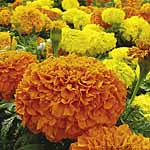 marigold (African) Sunspot Mixed Garden Ready