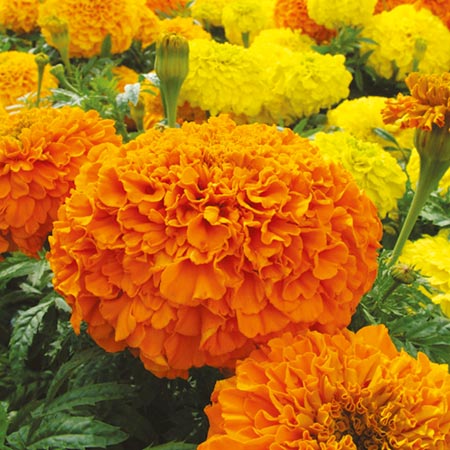 Marigold (African) Sunspot Mixed Plants Pack of