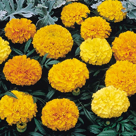 marigold (African) Sunspot Mixed Seeds Average
