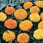 marigold (African) Sunspot Mixed Seeds