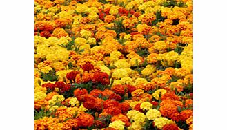 Marigold Afro-French Plants - Zenith Mix