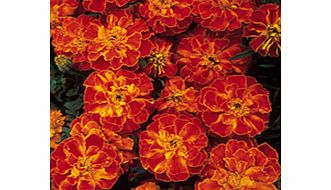 Marigold (Afro-French) Seeds - Zenith F1 Series
