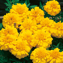Marigold (Afro-French) Seeds - Zenith YELLOW F1