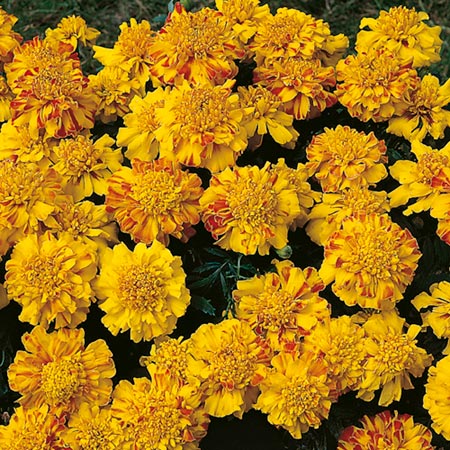 marigold (Afro-French) Zenith F1 Series Seeds -