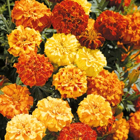 Marigold (Afro-French) Zenith Mixed F1 Seed