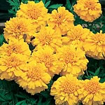 marigold (Afro-French) Zenith Series Seeds -