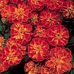 Marigold (Afro-French) Zenith Series Seeds