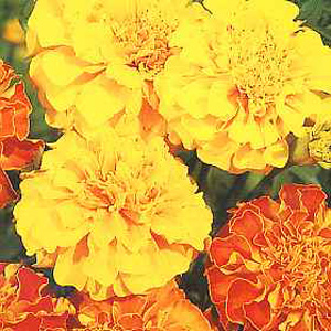 marigold Bonita Mixed French Seeds