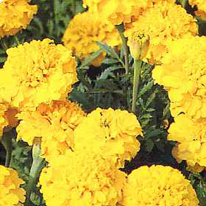 marigold Boy O Boy Yellow Seeds