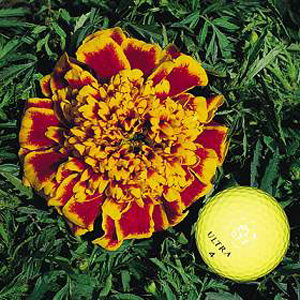 marigold Colossus Seeds