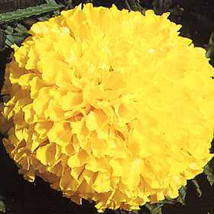 marigold Discovery Yellow F1 Seeds