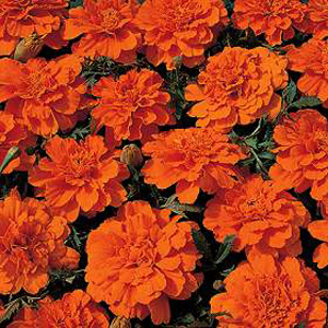 marigold Durango Tangerine F1 Seeds