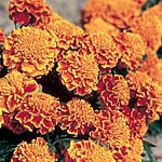 (Dwarf French) Honeycomb Seeds 421620.htm