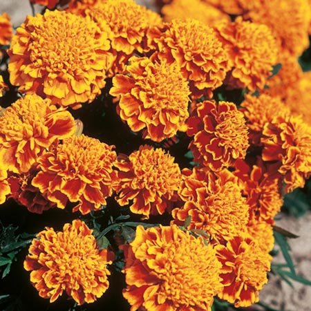 marigold (Dwarf French) Honeycomb Seeds Average