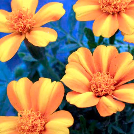 Marigold (Dwarf French) Roulette Seeds Average