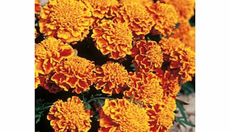 Marigold (Dwarf French) Seeds - Honeycomb