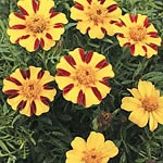 marigold (Dwarf French) Single Pinwheel Seeds