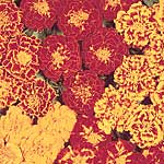 marigold (Dwarf French) Sparky Seeds