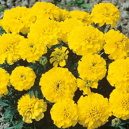 marigold (Dwarf French) Yellow Boy Seeds Average