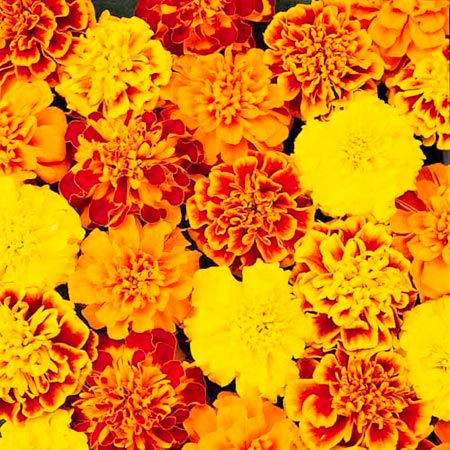 marigold (French) Bonanza Plants Pack of 30