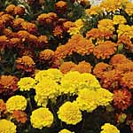 marigold (French) Boy `O` Boy Garden Ready Plants