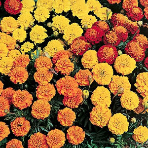 marigold French Petite Mix Seeds