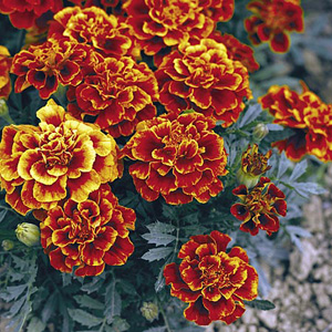 marigold French Queen Sophia Seeds