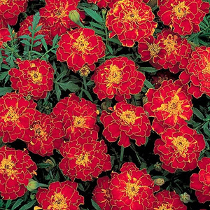 marigold French Red Brocade Seeds