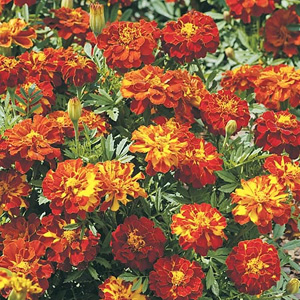 marigold French Red Cherry Seeds