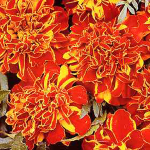 marigold Hero Red French Seeds