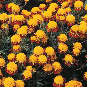 marigold Solan French Seeds