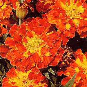 marigold Spanish Brocade Seeds