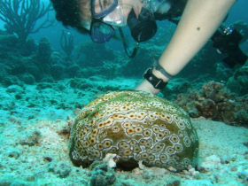 Marine conservation in Fiji